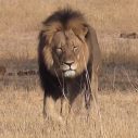 rs_300x300-150728134433-600.Cecil-The-Lion.jl.072815